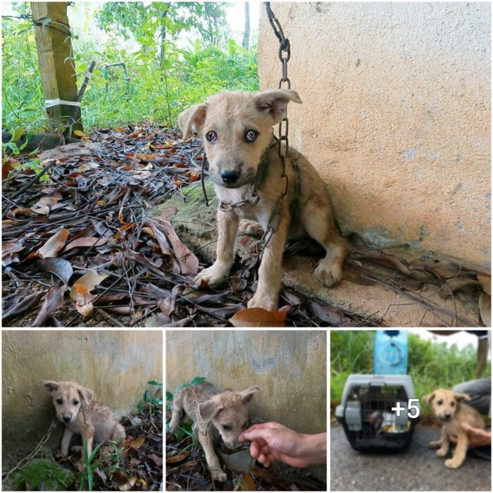 Touching Rescue Story: Abandoned Dog Found Trembling in Old Barn, Melts Rescuers’ Hearts